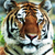 TigerSGT