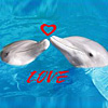 HornyDolphins
