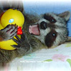 RaccoonGirl
