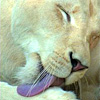 Cosmic Lioness