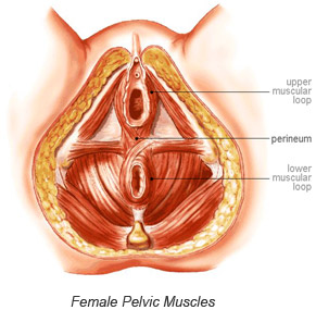 Female Pelvic Muscles