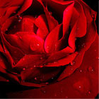 Hearts and Flowers