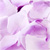 Eden pheromone seduction petals