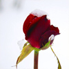 A Hot Winter