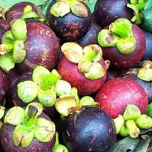 mangosteen