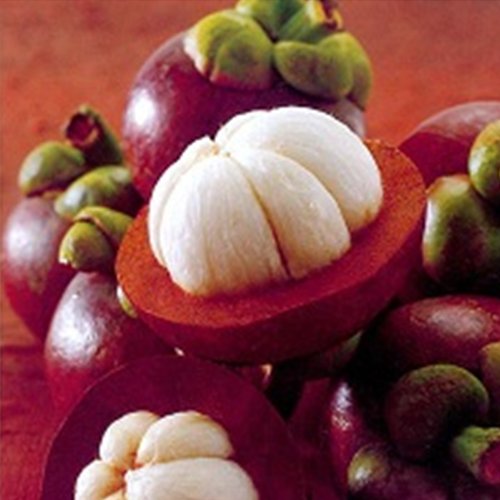 mangosteen