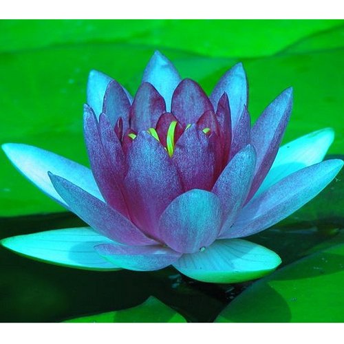 Blue Lotus