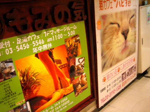 Midori with Cats
