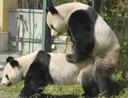 Pandas copulate